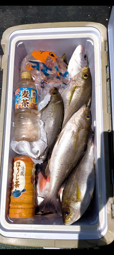 5月釣果です