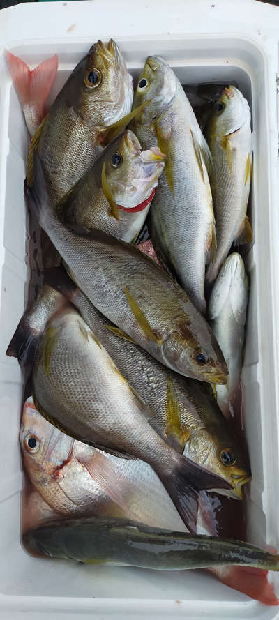 6月釣果です