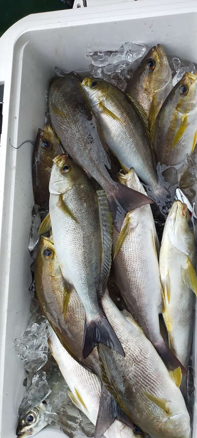 6月釣果です