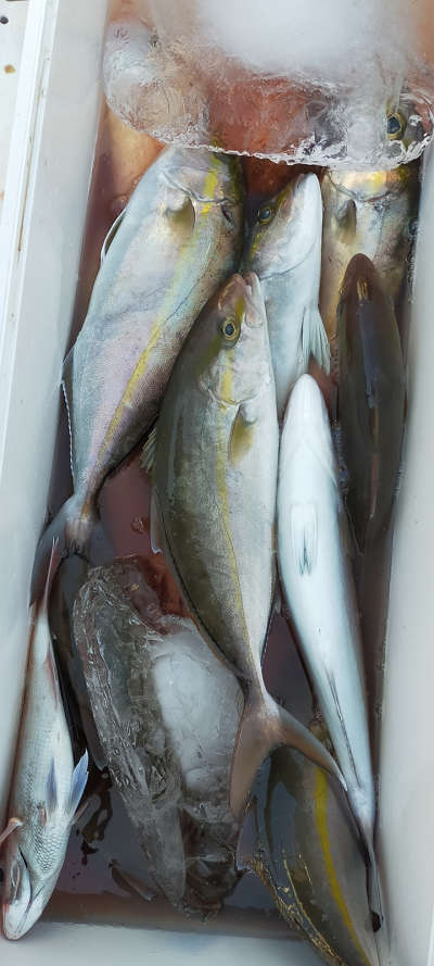 1月釣果です