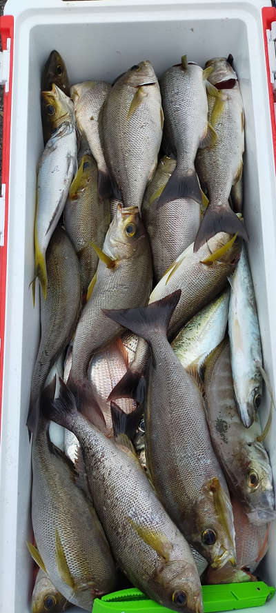 6月釣果です