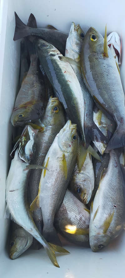 6月釣果です