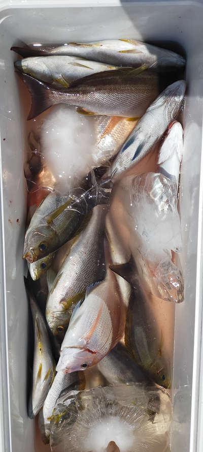6月釣果です