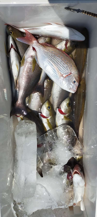 6月釣果です