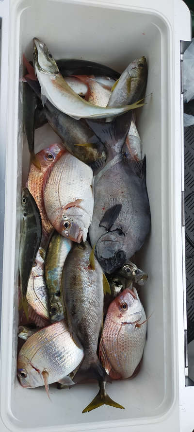 6月釣果です