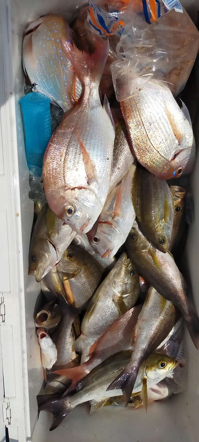 6月釣果です