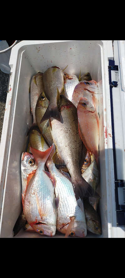 6月釣果です