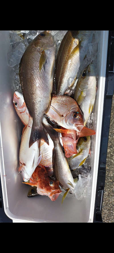 6月釣果です