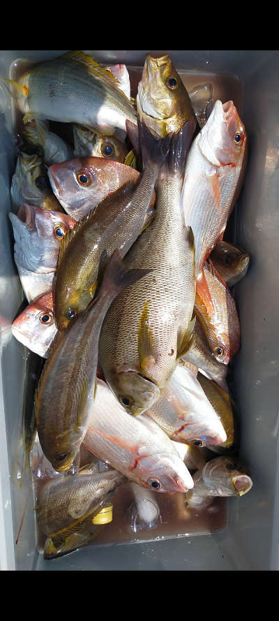6月釣果です
