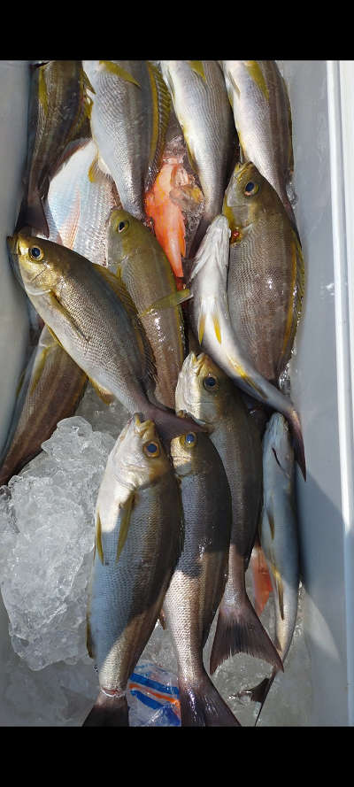 6月釣果です