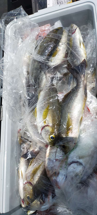 6月釣果です