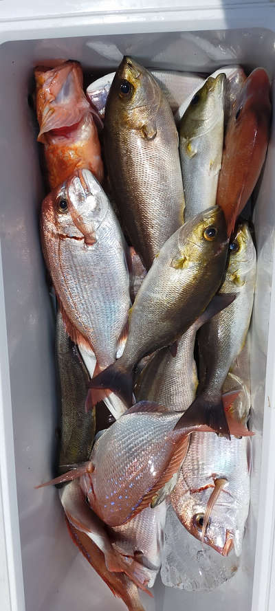 7月釣果です