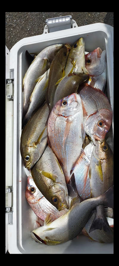7月釣果です