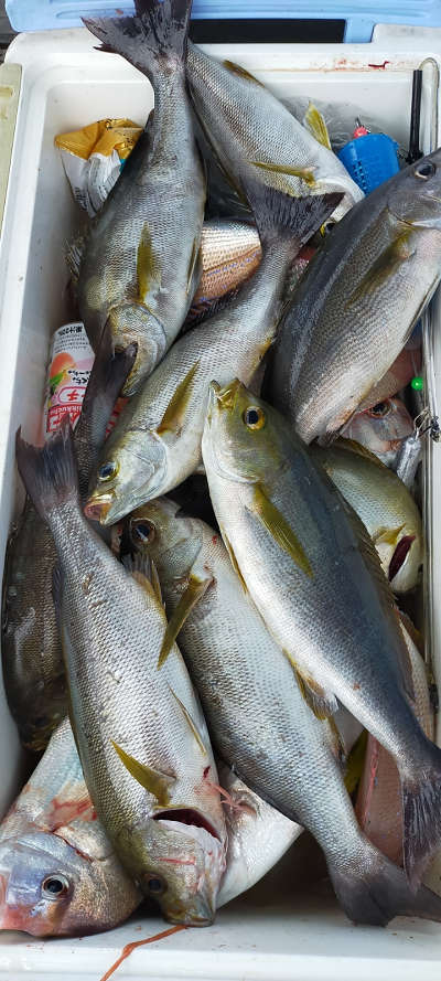 7月釣果です