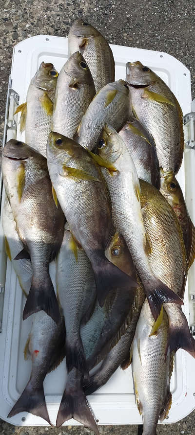 7月釣果です