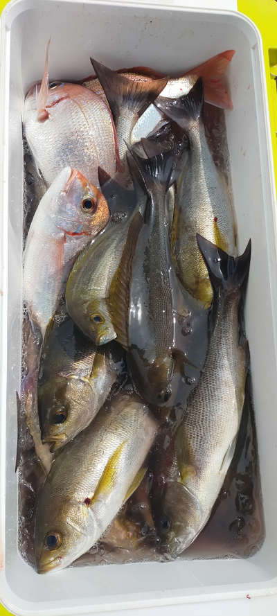 7月釣果です