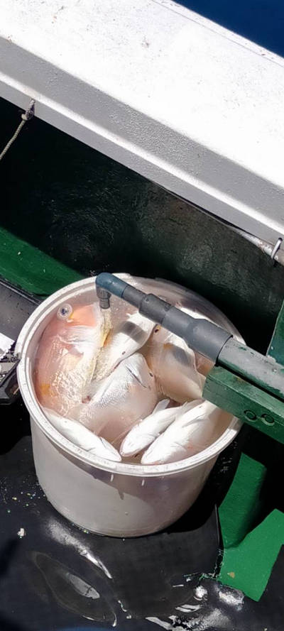 7月釣果です