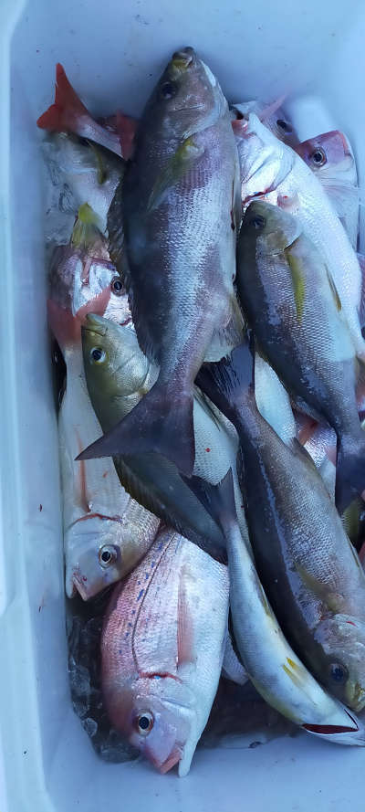 7月釣果です