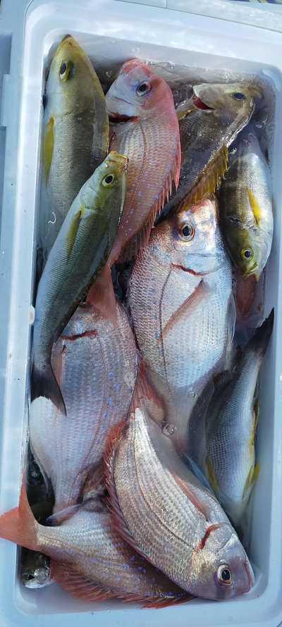 7月釣果です