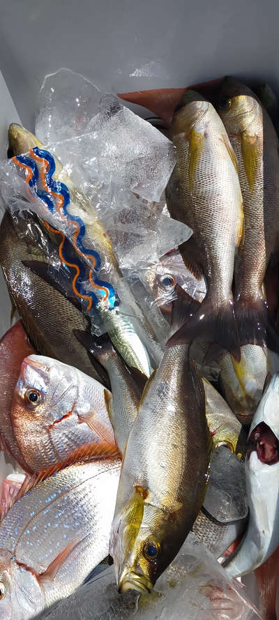 7月釣果です