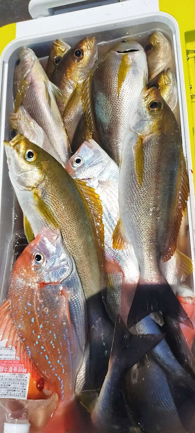 7月釣果です