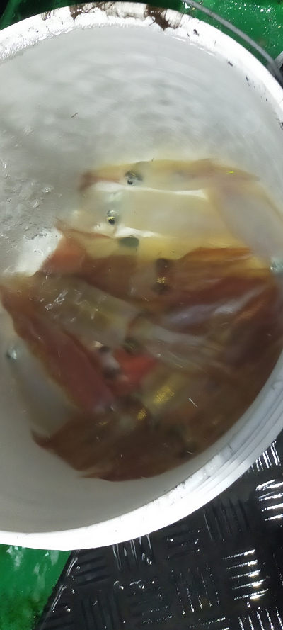 7月釣果です