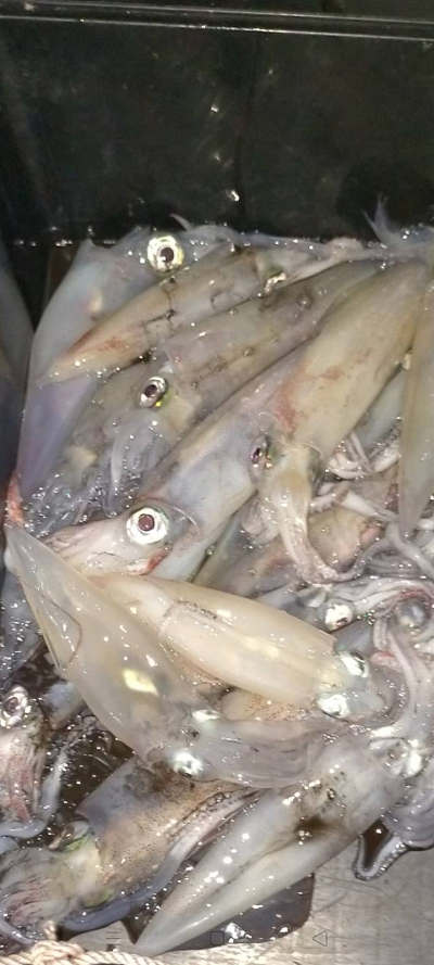 7月釣果です