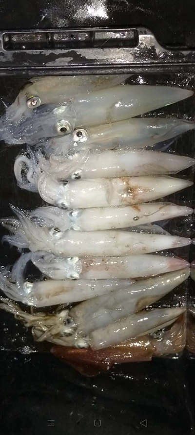 7月釣果です