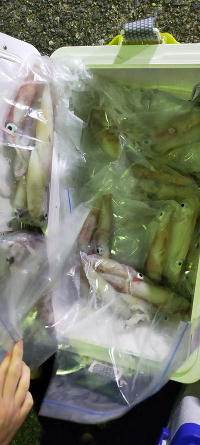7月釣果です