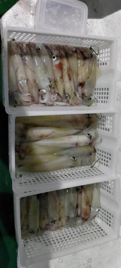 7月釣果です