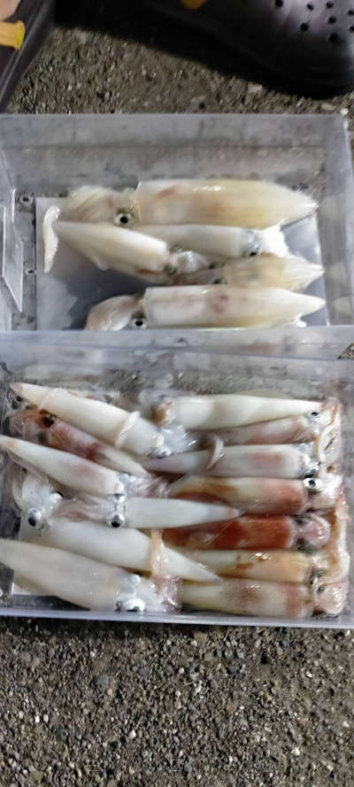 7月釣果です