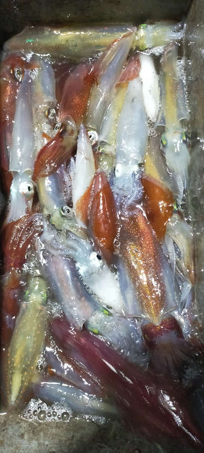 7月釣果です