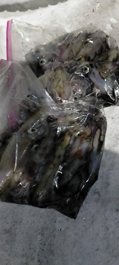 7月釣果です