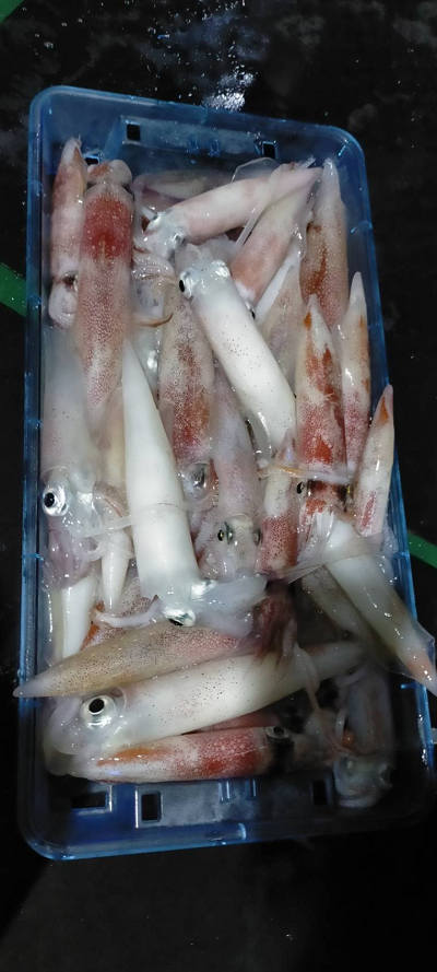 7月釣果です