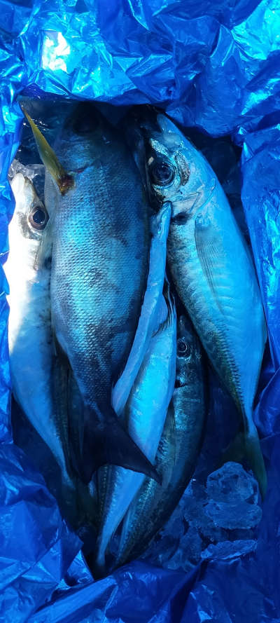7月釣果です