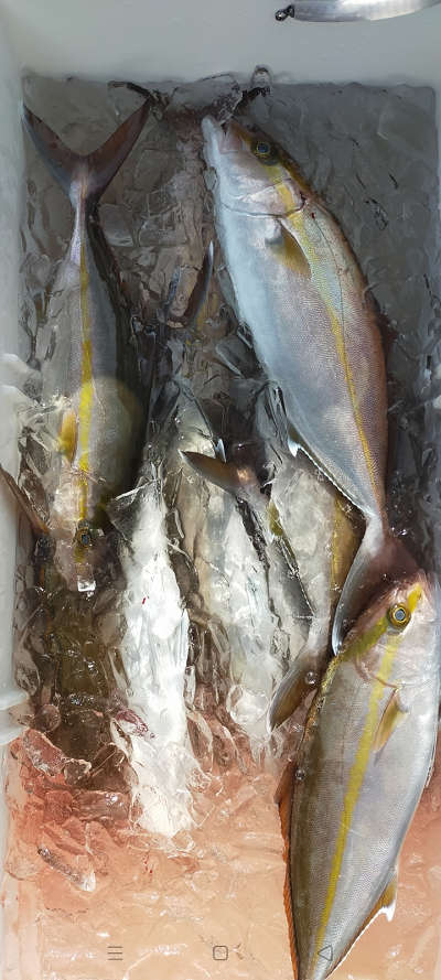 1月釣果です
