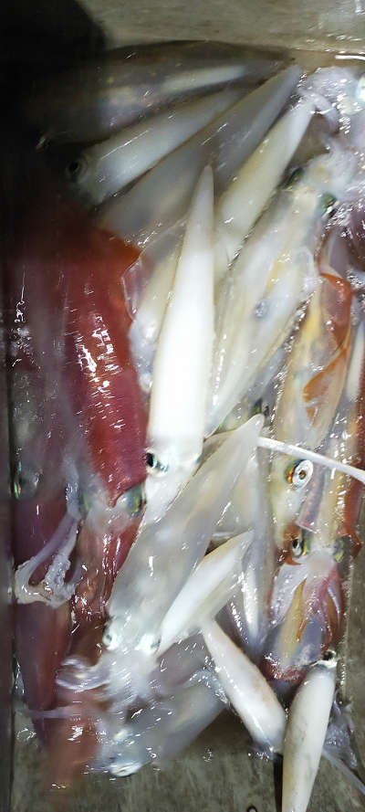 8月釣果です