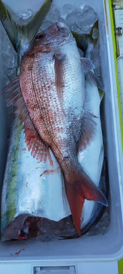 8月釣果です