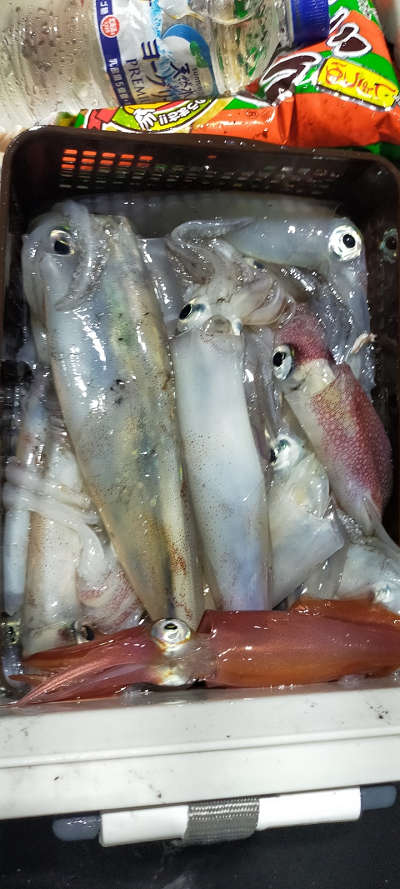 8月釣果です