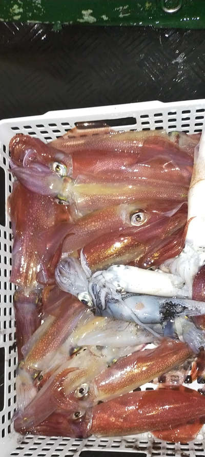 8月釣果です