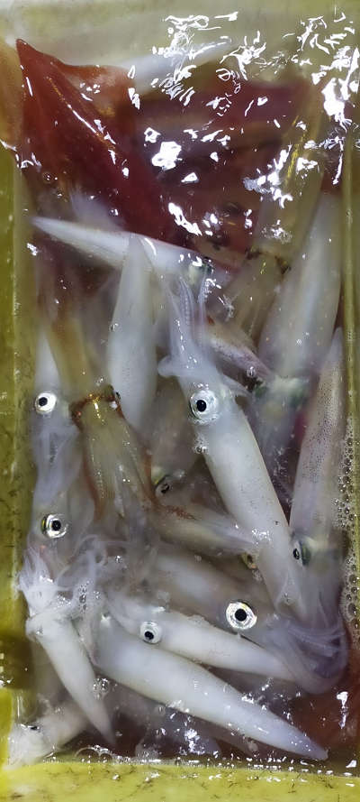 8月釣果です