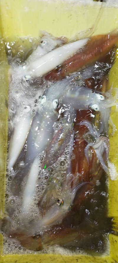 8月釣果です