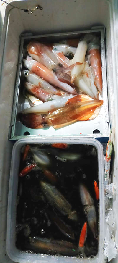 8月釣果です