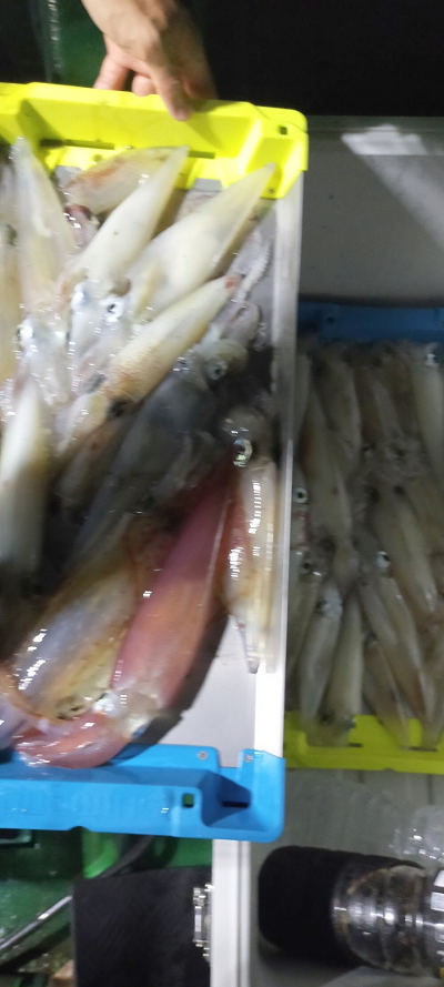 8月釣果です