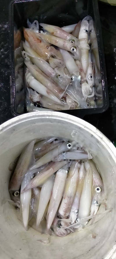 8月釣果です