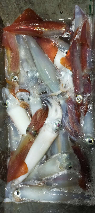 8月釣果です