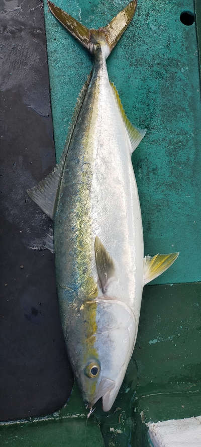 8月釣果です