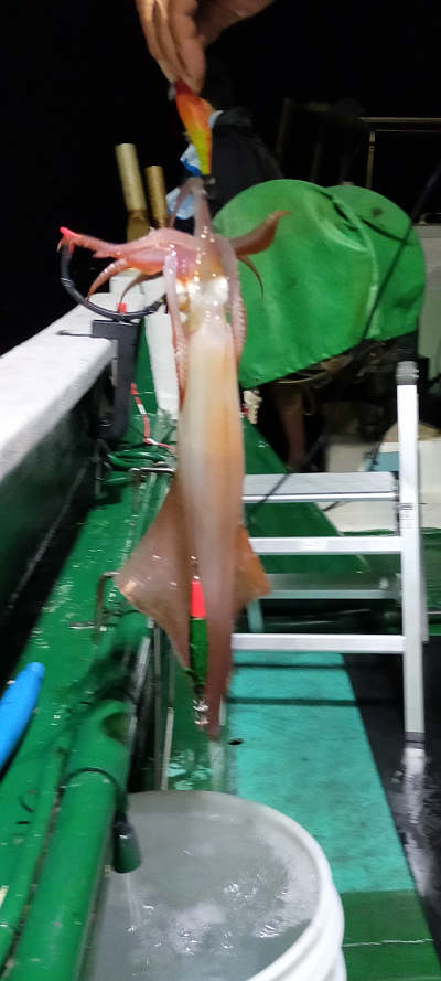 9月釣果です