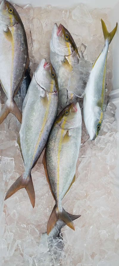 9月釣果です