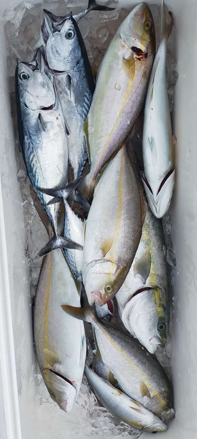 9月釣果です